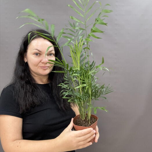 Хамедорея изящная(Chamaedorea elegans)или бамбуковая пальма утончённое комнатное растение,которое привносит лёгкость и гармонию