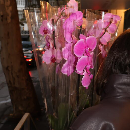ORCHID TRIO