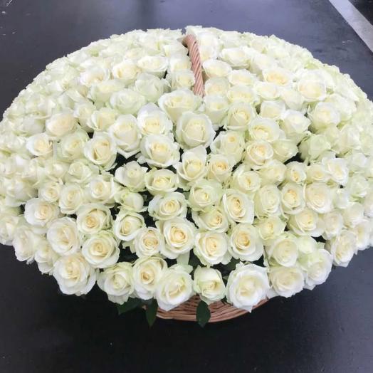 Basket of 201 white roses