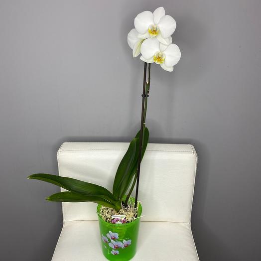 Phalaenopsis in planters