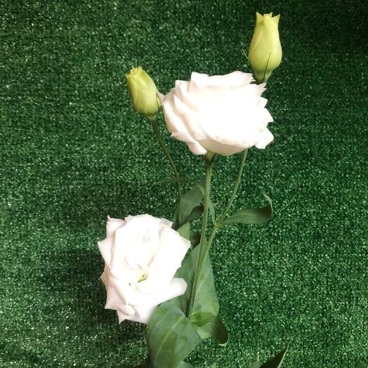 Eustoma mix
