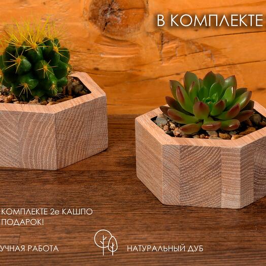 Tuerca de plantador de roble
