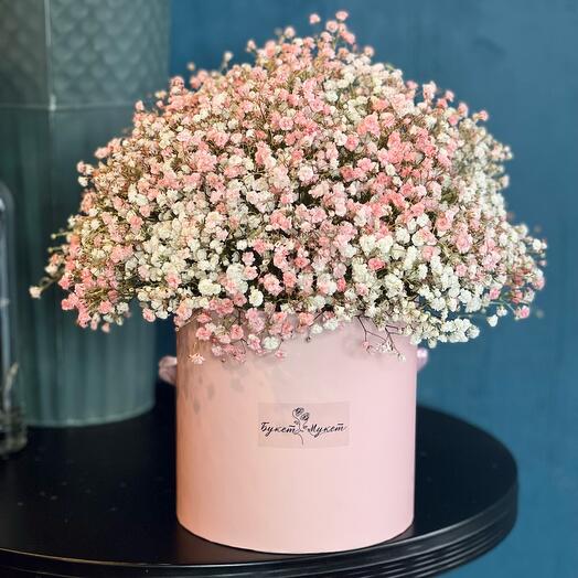 Гипсофила в коробке (персиковая)