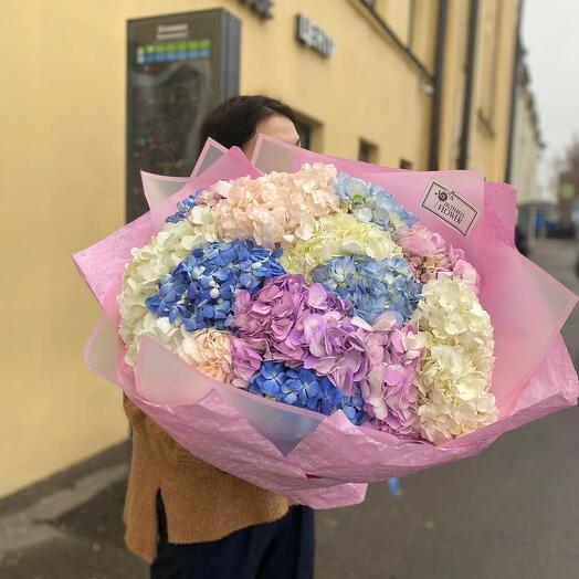 Bouquet of 15 colorful hydrangeas "Alanson"