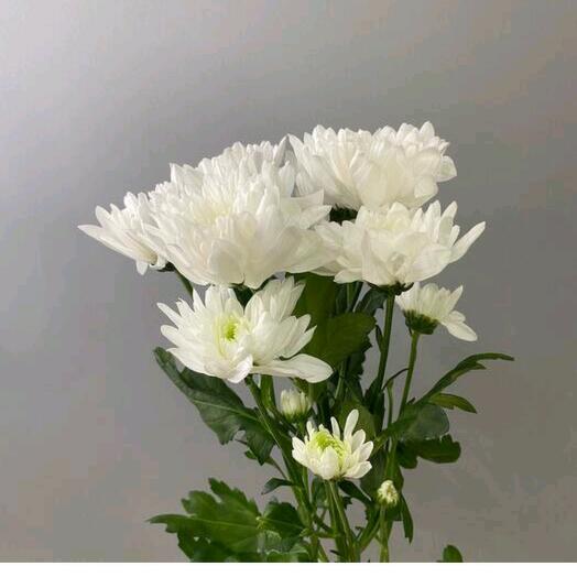 Chrysanthemum bush Baltic