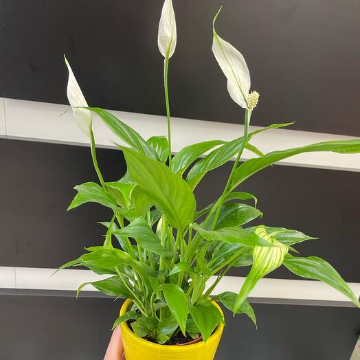 Planta de interior Spathiphyllum