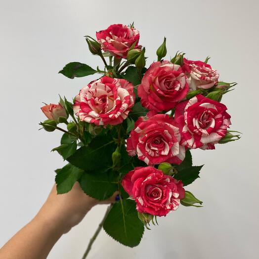 Rosa arbusto fairfork
