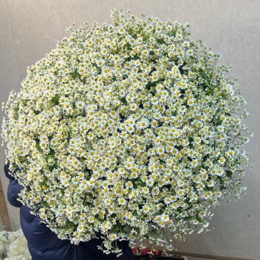Bouquet of chamomile