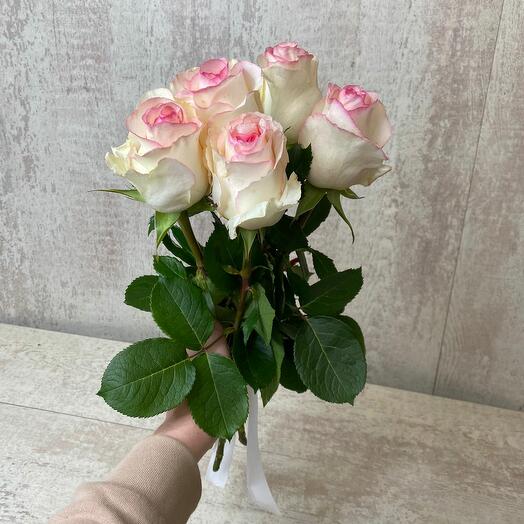 Gentle rose