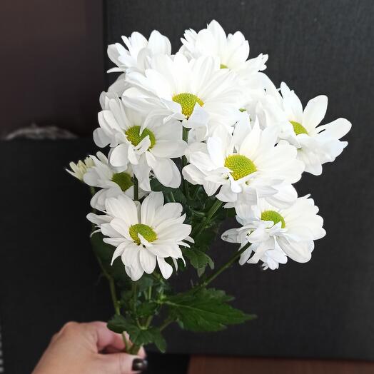 Chrysanthemum bush