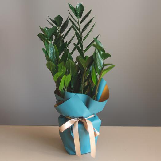 Zamiokulkas "dollar tree", one of the lightest plants