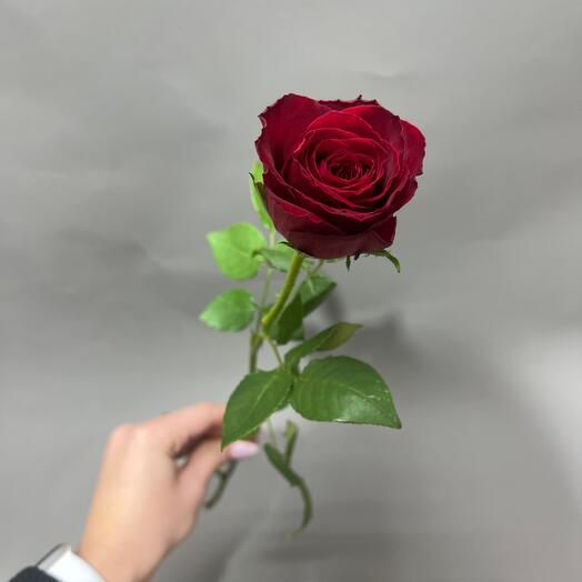Rose 35-40 cm