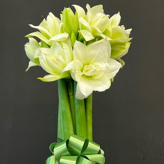 Амариллис белый