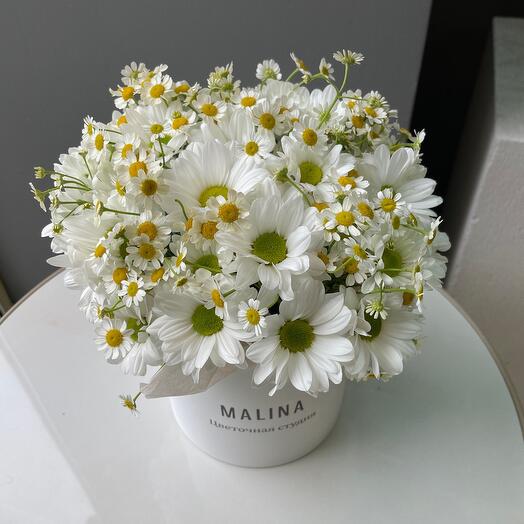 Chamomile mix in a box : chrysanthemum and thanacetum
