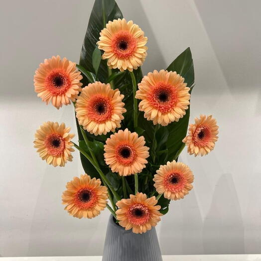 Peach Gerberas Flowers