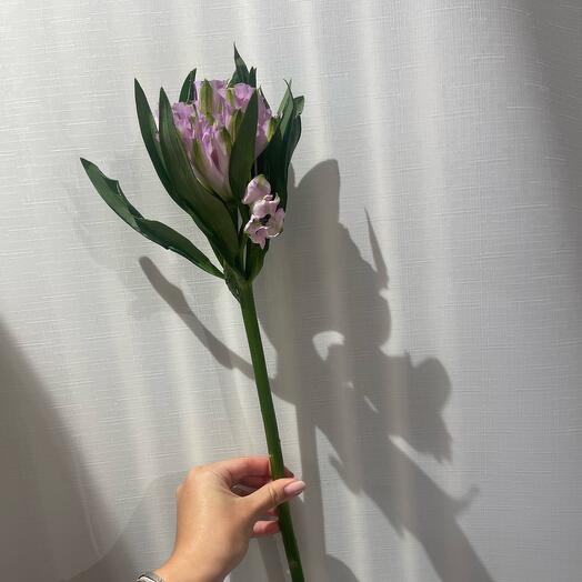 Lilac Alstroemeria