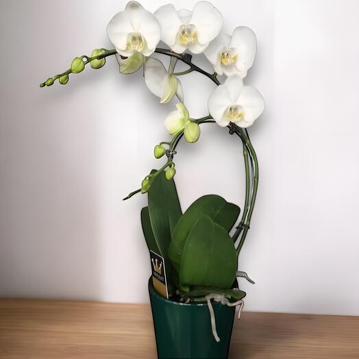 Orchidee blanche