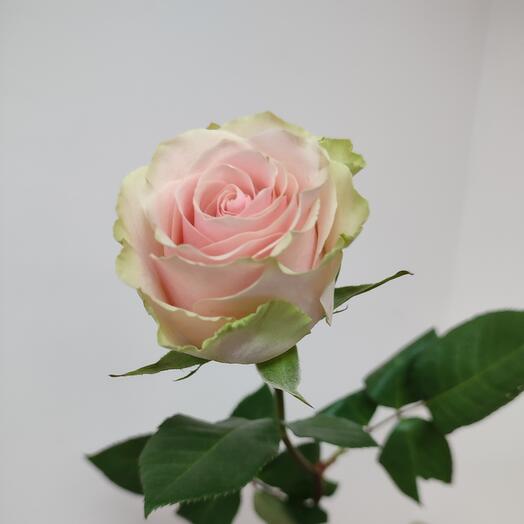 Роза Фруттето