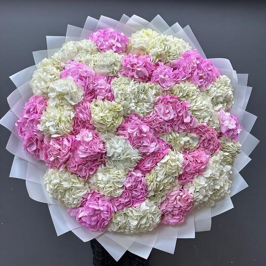 Гортензия 51