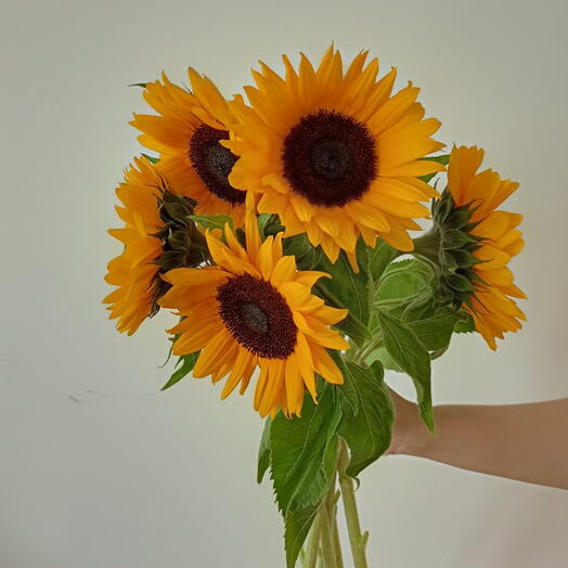 Sunflower Bunch