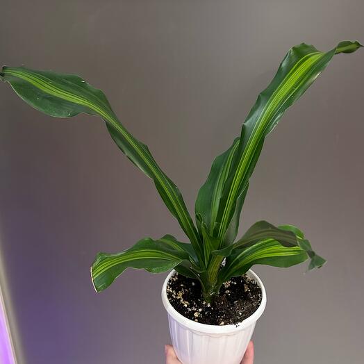 Драцена фрагранс Берли (Dracaena fragrans Burley)
