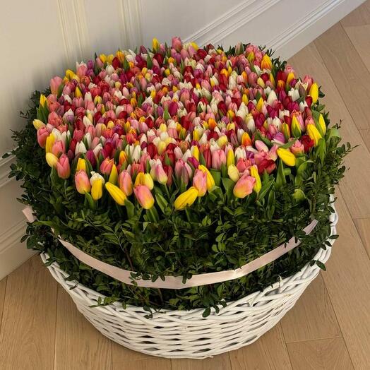Корзина с 501 тюльпаном