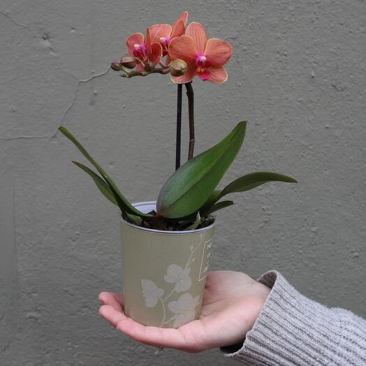 Phalaenopsis Orange Orchid
