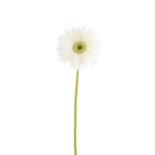 White gerbera daisy