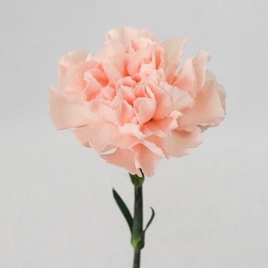 Carnation peach