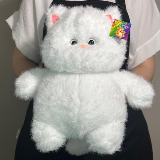 Пухлый котик 😍