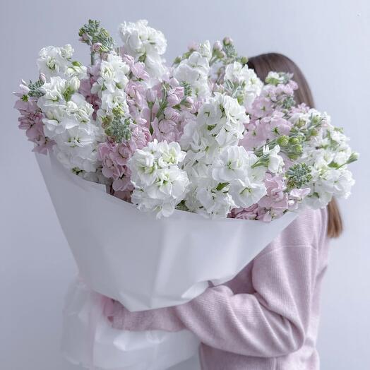 Нежная Матиолла