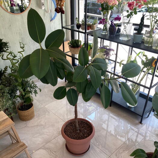 Ficus Elastica 140 cm yukseklik 32 cm saksı çapı