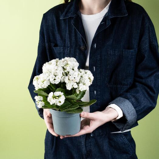 Каланхоэ комнатный , высота 25 см