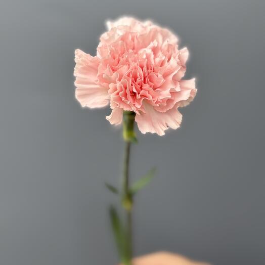 Диантус розовый 💗