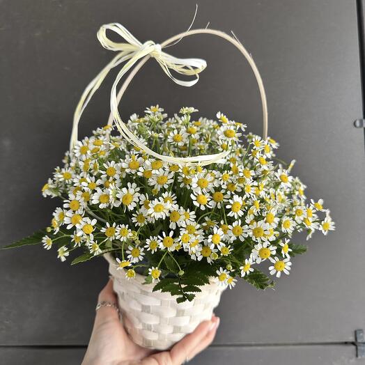 Корзина с ромашками