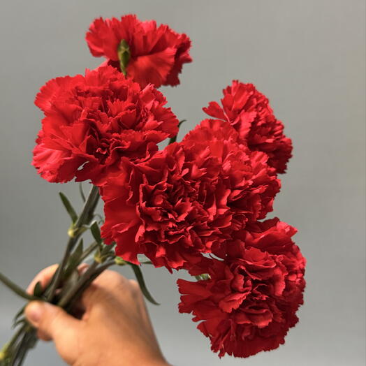 Букет из гвоздики Красной 6 штук (траурный)