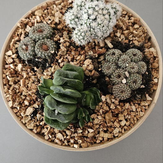 Mini ogrod „Sukulenta Harmonia