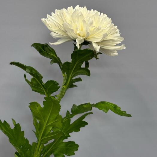 Хризантема одноголовая Антонов