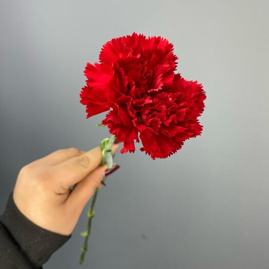 Гвоздика красная