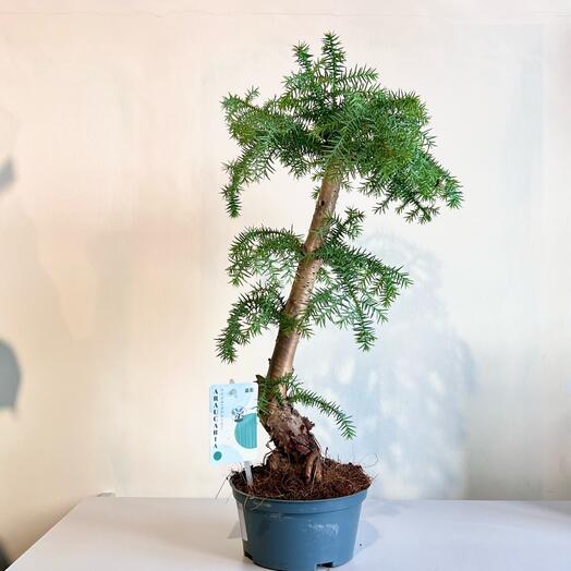 Бонсай Араукария