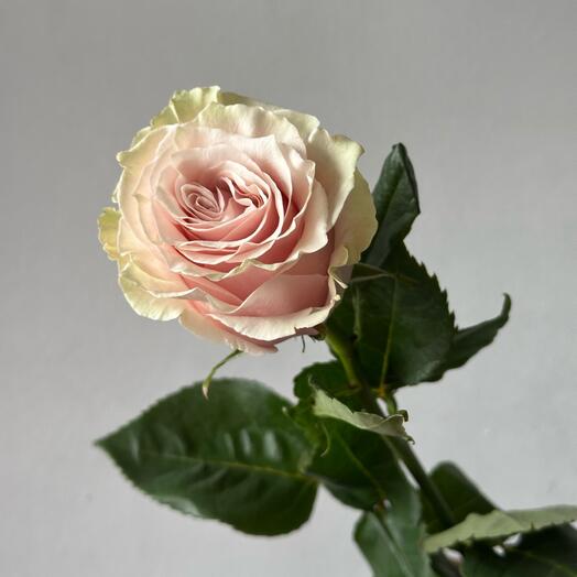 Роза розовая Pink Mondial