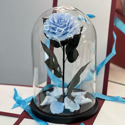 Rosa azul en frasco de Lujo en Caja de regalo / 32 cm