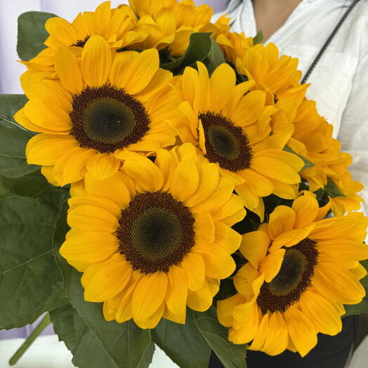 Подсолнечник