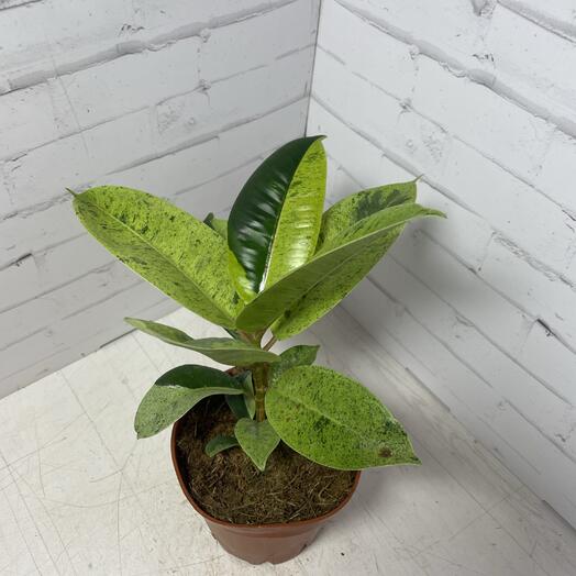 Фикус Шрайвериана