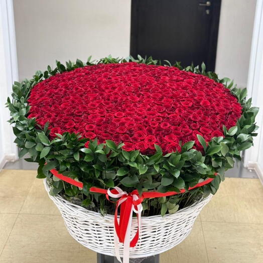 501 роза красная с рускусом
