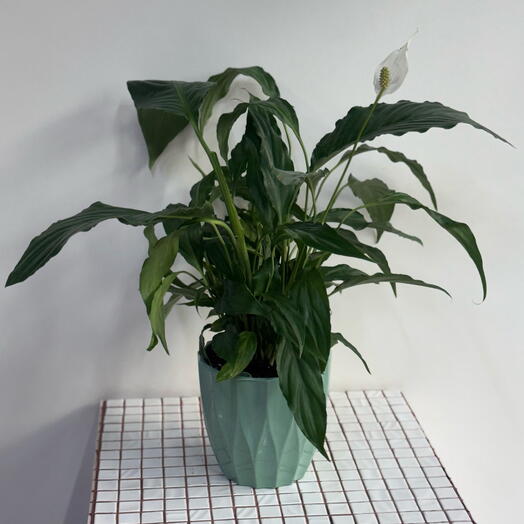 Спатифиллум в кашпо