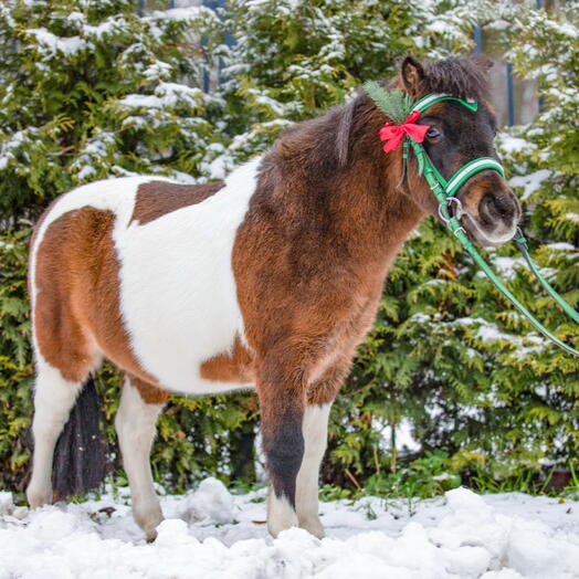 Корпоративный подарок - Сертификат на конную прогулку для одного участника (1 час)