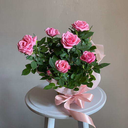 Нежно-розовая роза в горшке