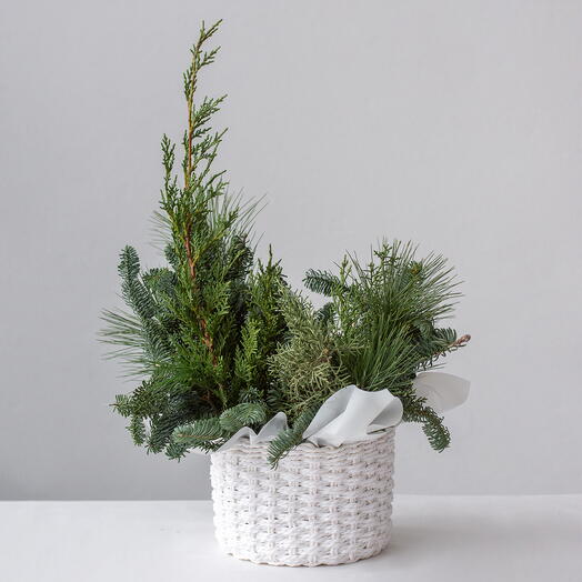 Микс живой хвои в корзине (размер M, корзина 18 см)