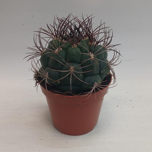 Кактус 🌵 с большими колючками